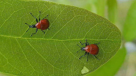 gargots, errors, escarabats, sarments de fulla rodant, insectes, full, contrast, plaga, crawly, insectoide, artròpode, homoeolabus analis, fauna animal, invertebrat, temes d'animals, animal, insecte, color verd, animals a la natura, part de la planta, primer pla, vermell, escarabat, naturalesa, cap gent, grup d’animals, centrar-se en primer pla, vena de la fulla, dia, planta, a l'aire lliure, petit, 2K, CC0, domini públic, lliure de regalies