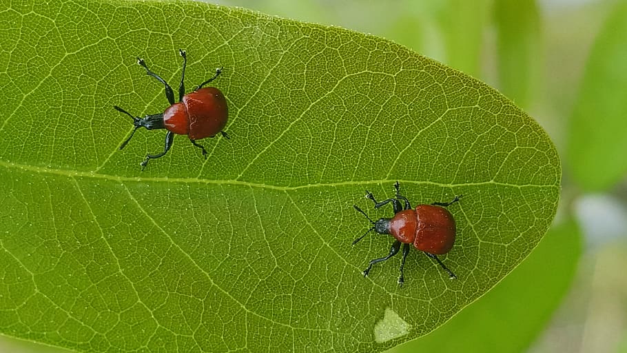 gargots, errors, escarabats, sarments de fulla rodant, insectes, full, contrast, plaga, crawly, insectoide, artròpode, homoeolabus analis, fauna animal, invertebrat, temes d'animals, animal, insecte, color verd, animals a la natura, part de la planta, primer pla, vermell, escarabat, naturalesa, cap gent, grup d’animals, centrar-se en primer pla, vena de la fulla, dia, planta, a l'aire lliure, petit, 2K