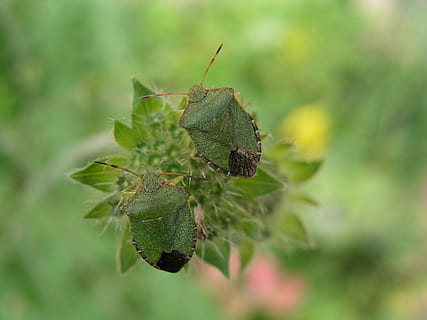 insetto, bug di scudo, natura, colore verde, parte vegetale, foglia, pianta, invertebrato, un animale, animale, avvicinamento, temi animali, messa a fuoco selettiva, fauna selvatica, animali allo stato selvatico, nessuno, bellezza nella natura, giorno, crescita, concentrarsi sulle conoscenze acquisite, all'aperto, 2K, CC0, dominio pubblico, privo di copyright