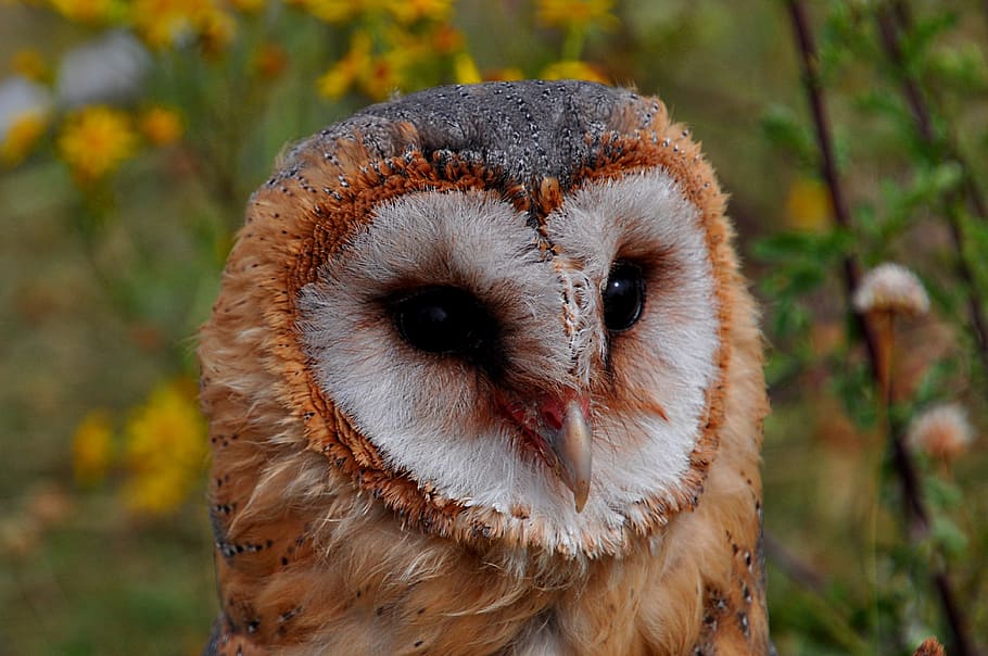 sowa, àguila, depredador, temes d'animals, un animal, animal, primer pla, mussol, centrar-se en primer pla, part del cos dels animals, vertebrats, rapinyaire, animals a la natura, fauna animal, ocell, retrat, dia, cap d’animals, mirant la càmera, naturalesa, cap gent, mamífer, a l'aire lliure, ull d’animals, nas animal, musell, 4K