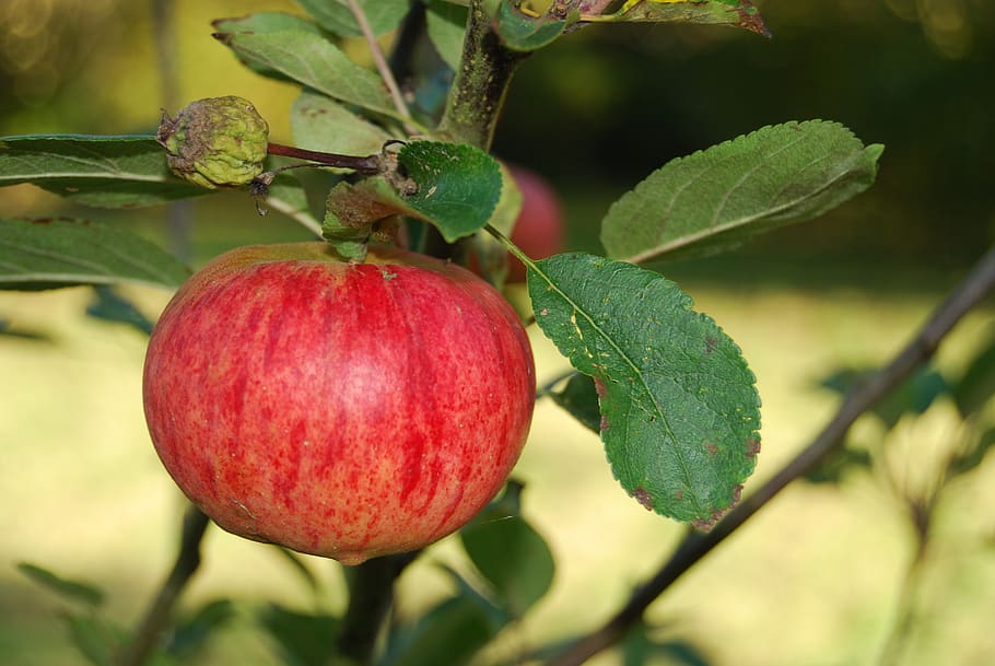 Apfel, fallen, Obst, gesundes Essen, Essen und Trinken, Lebensmittel, Frische, Pflanzenteil, Blatt, Wachstum, Pflanze, Nahansicht, rot, Baum, Fokus auf den Vordergrund, Wohlbefinden, Natur, grüne Farbe, Obstbaum, Tag, keine Leute, Ast, reif, draußen, 4K