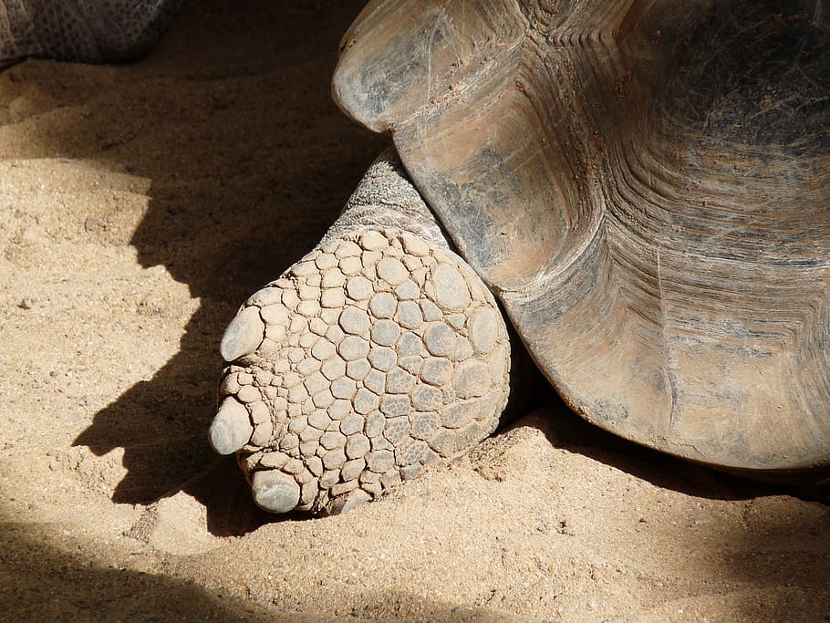 tortuga, peu, shell, clor, rèptil, fauna animal, naturalesa, animal, un animal, temes d'animals, terra, animals a la natura, llum solar, cap gent, vertebrats, ombra, primer pla, a l'aire lliure, closca d’animals, dia, platja, closca de tortuga, escala d’animals, marí, 2K