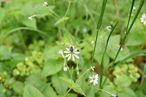 blomst, bille, plante, blomstrende plante, friskhed, grøn farve, skrøbelighed, sårbarhed, skønhed i naturen, vækst, natur, tæt på, ingen mennesker, dag, udendørs, kronblad, fokus på forgrunden, insekt, hvirvelløse, hvid farve, blomsterhoved, lille, 4K, CC0, offentligt domæne, royaltyfrie
