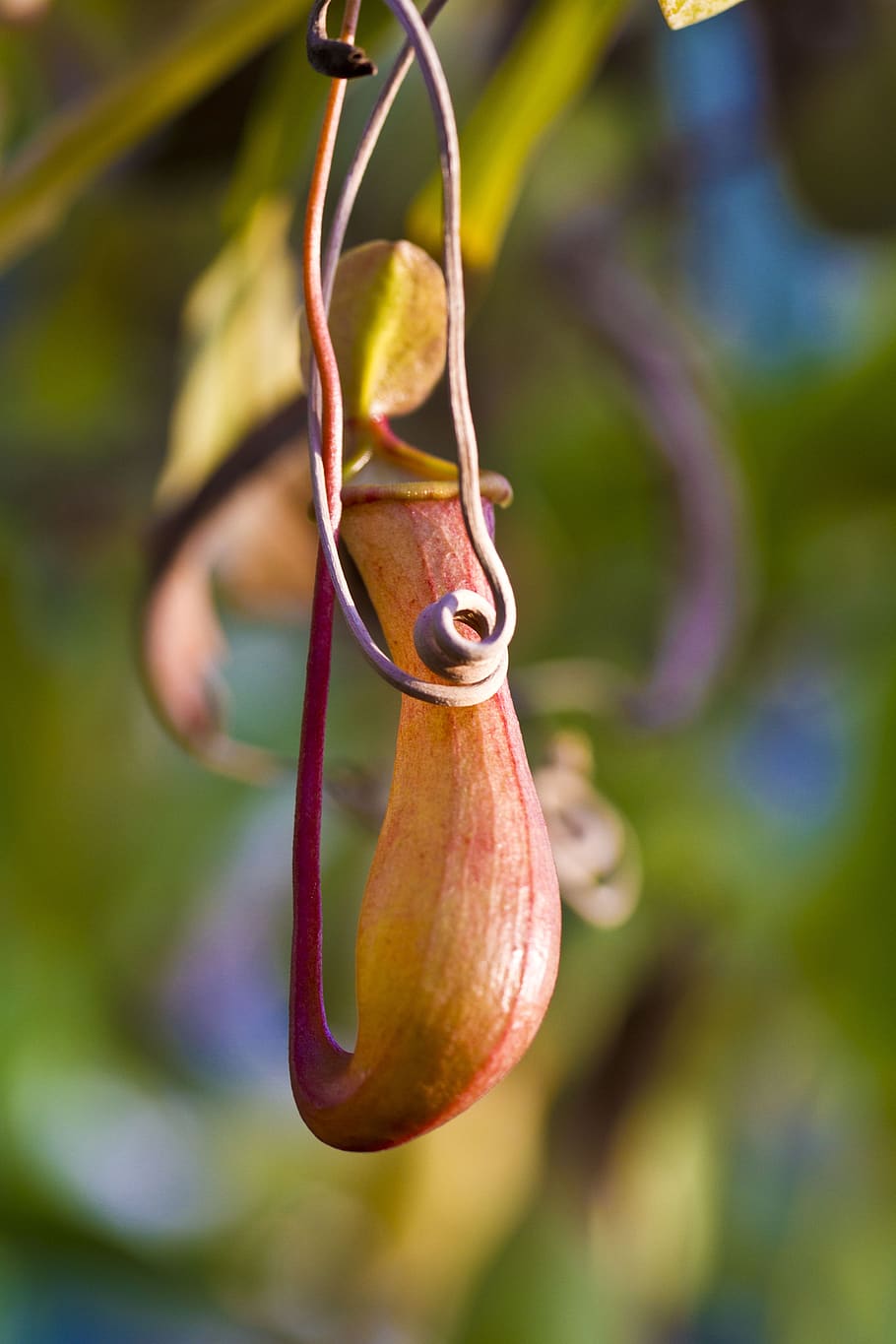 kanneplante, gryde, åben, fokus på forgrunden, plante, tæt på, dag, vækst, natur, ingen mennesker, mad, hængende, udendørs, frugt, skønhed i naturen, mad og drikke, grøn farve, blad, plante del, et dyr, dyre temaer, dyreliv, dyr, 5K