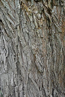 abbaiare, albero, struttura, tronco, grande trama, foresta, alberi, natura, ruvido, sollievo, corteccia di betulla, sfondi, fotogramma intero, strutturato, avvicinamento, tronco d'albero, nessuno, modello, corteccia vegetale, giorno, modello naturale, pianta, all'aperto, Marrone, crescita, durezza, effetto strutturato, condizione naturale, 5K, CC0, dominio pubblico, privo di copyright