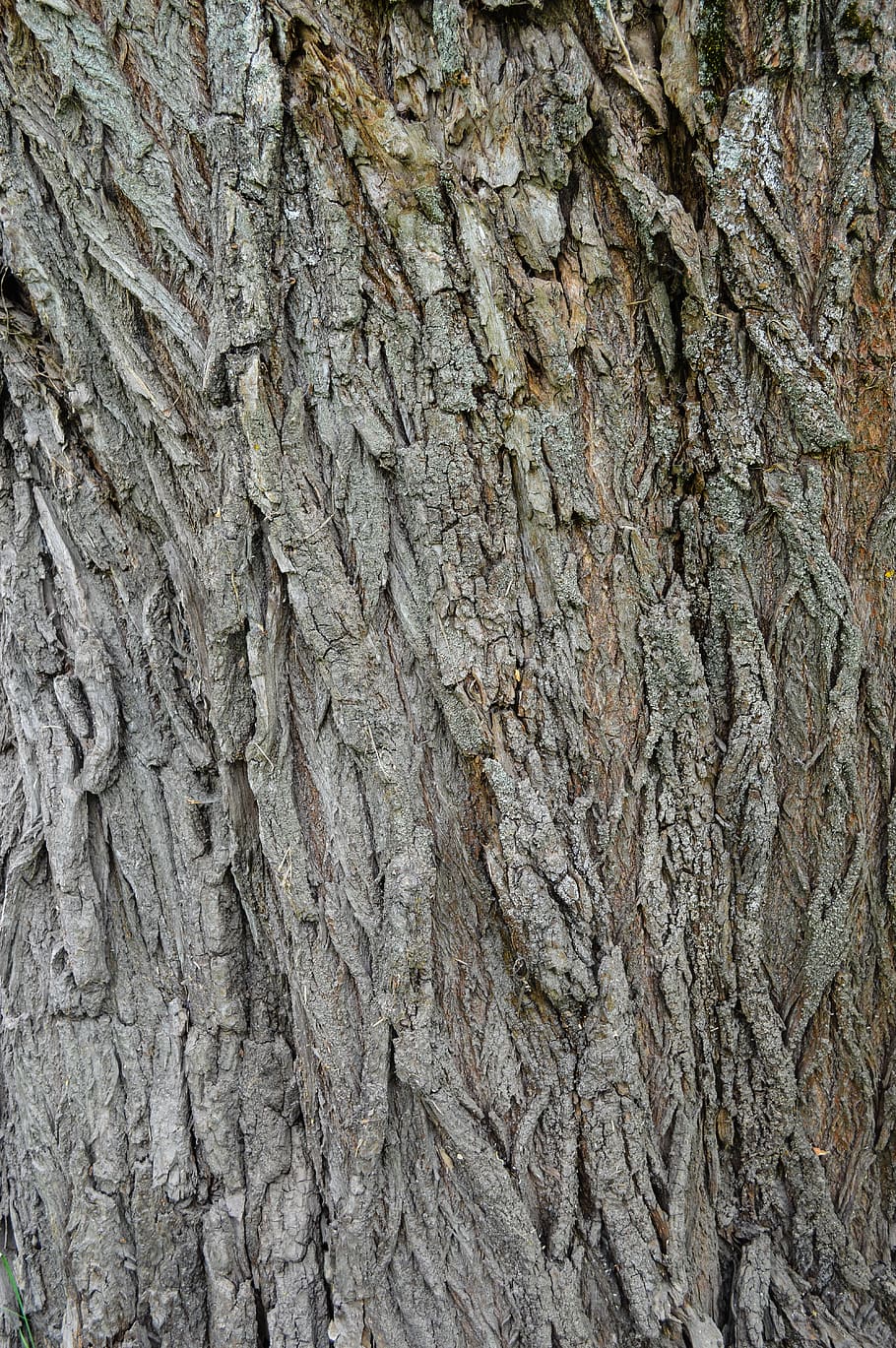 abbaiare, albero, struttura, tronco, grande trama, foresta, alberi, natura, ruvido, sollievo, corteccia di betulla, sfondi, fotogramma intero, strutturato, avvicinamento, tronco d'albero, nessuno, modello, corteccia vegetale, giorno, modello naturale, pianta, all'aperto, Marrone, crescita, durezza, effetto strutturato, condizione naturale, 5K