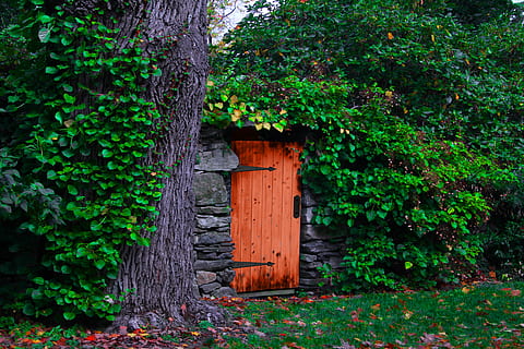 Tür, rustikal, Reben, Scharniere, Pflanze, Wachstum, Baum, grüne Farbe, Eingang, Holz - Material, Natur, Tag, keine Leute, Pflanzenteil, Efeu, gebaute Struktur, Blatt, die Architektur, draußen, Gebäudehülle, Baumstamm, Kofferraum, Kriechpflanze, 5K, CC0, gemeinfrei, lizenzfrei