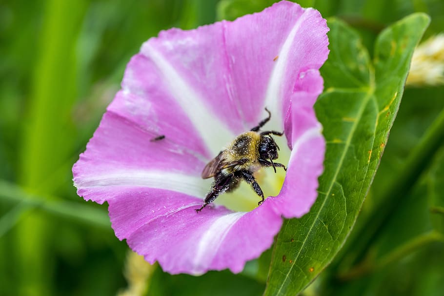 convolvolo, fiore, ape, pianta fiorita, insetto, petalo, un animale, animale, invertebrato, fragilità, vulnerabilità, temi animali, pianta, bellezza nella natura, fauna selvatica, freschezza, animali allo stato selvatico, testa di fiore, avvicinamento, crescita, colore rosa, infiorescenza, nessuno, impollinazione, polline, viola, 5K