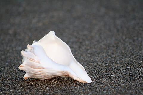 schelp, strand, zand, oceaan, zomer, zeeschelp, zomertijd, dier, dierlijke thema's, dierenleven, geen mensen, witte kleur, detailopname, dieren in het wild, één dier, natuur, dag, onderwater-, land-, schoonheid in de natuur, volledige lengte, buitenshuis, zee, water, enkel object, weg, marinier, 2K, CC0, publiek domein, royaltyvrij