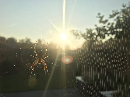 snurra, spindelnät, spindlar, bräcklighet, arachnid, fokusera på förgrunden, närbild, Spindel, artropod, natur, ryggradslös, solljus, himmel, djur-, djur i det vilda, insekt, djurteman, inget folk, djurliv, Sol, skönhet i naturen, dag, linsflare, webb, utomhus, komplexitet, djurben, 4K, CC0, offentligt domän, royaltyfria