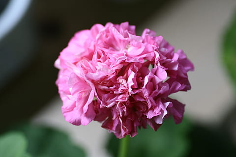 kerenyam, bunga-bunga, bunga, tanaman berbunga, kesegaran, menanam, merapatkan, keindahan di alam, kerapuhan, warna merah jambu, kerentanan, daun bunga, peony, kepala bunga, fokus pada latar depan, alam, hal berkembang, fokus selektif, pertumbuhan, di luar rumah, tidak ada orang, merangkai bunga, buket, ungu, seikat bunga, 2K, CC0, domain publik, bebas royalti