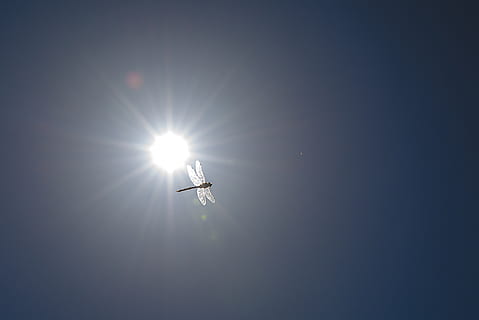sole, libellula, estate, cielo, Inquadratura dal basso, luce del sole, mezz'aria, volante, riflesso lente, raggio di sole, natura, mezzi di trasporto, modo di trasporto, giorno, veicolo aereo, all'aperto, soleggiato, viaggio, copia spazio, nessuno, cielo sereno, sport, luminosa, 1080P, CC0, dominio pubblico, privo di copyright