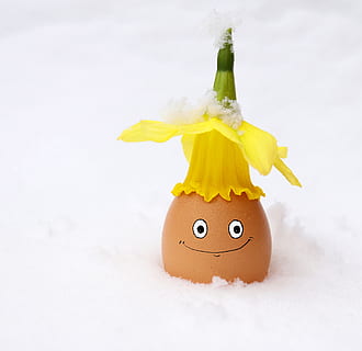 Ei, Ostern, Osterei, blühen, Blume, Winter, Schnee, Frohe Ostern, Narzisse, Deko, Hut, österlich, lustig, Frühling, Gelb, Ostergruß, Grußkarte, Dekoration, Darstellung, Essen und Trinken, Spaß, Lebensmittel, keine Leute, Feier, Kreativität, Kunst und Handwerk, Humor, menschliche Darstellung, lächelnd, Gesicht, anthropomorph, Natur, Studioaufnahme, anthropomorphes smileygesicht, Nahansicht, anthropomorphes Gesicht, 2K, CC0, gemeinfrei, lizenzfrei