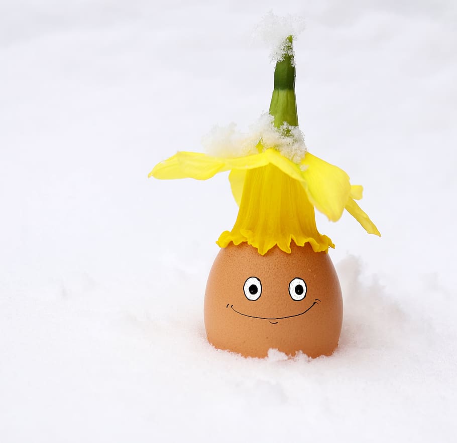 Ei, Ostern, Osterei, blühen, Blume, Winter, Schnee, Frohe Ostern, Narzisse, Deko, Hut, österlich, lustig, Frühling, Gelb, Ostergruß, Grußkarte, Dekoration, Darstellung, Essen und Trinken, Spaß, Lebensmittel, keine Leute, Feier, Kreativität, Kunst und Handwerk, Humor, menschliche Darstellung, lächelnd, Gesicht, anthropomorph, Natur, Studioaufnahme, anthropomorphes smileygesicht, Nahansicht, anthropomorphes Gesicht, 2K