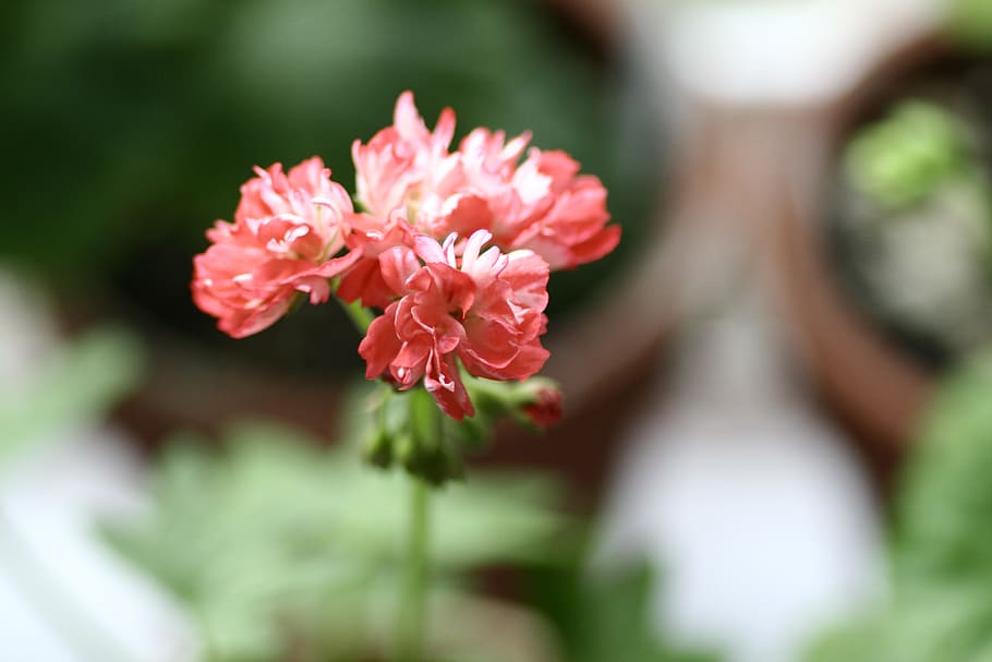 geranio, fiori, pianta fiorita, pianta, fiore, bellezza nella natura, fragilità, vulnerabilità, avvicinamento, freschezza, crescita, colore rosa, messa a fuoco selettiva, petalo, giorno, natura, infiorescenza, concentrarsi sulle conoscenze acquisite, testa di fiore, nessuno, all'aperto, foglia, 2K