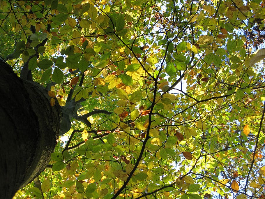 faig, bosc de faigs, fagus sylvatica, arbres de copa, rajos reflectits, arbres, planta, llum, groc, raigs, sol, brillant, branques, fulles caigudes, tardor, cel, bosc, colors, vista, naturalesa, branca, full, arbre caducifoli, arbre, creixement, vista d’angle baix, part de la planta, color verd, bellesa a la natura, cap gent, dia, a l'aire lliure, llum solar, tranquil·litat, tronc, tronc de l'arbre, penjant, menjar i beguda, primer pla, copa de l'arbre, 4K