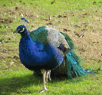 pavo real, árbol, plumas, pájaro, alas, pluma, fauna silvestre, pico, salvaje, dom, al aire libre, majestuoso, criatura, desierto, naturaleza, mamífero, vertebrado, animal, vistoso, temas de animales, fauna animal, animales en la naturaleza, un animal, hierba, campo, tierra, día, planta, nadie, azul, centrarse en primer plano, color verde, de cerca, 1080P, CC0, dominio público, libre de derechos