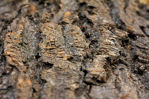 hrubý, Příroda, textil, vzor, textura, abstraktní, starý, kůra, povrch, dřevo, suchý, strom, Lena, Skála, podzim, materiál, detail, vrásčitý, stromy, celý rám, texturou, pozadí, nikdo, selektivní zaměření, kmen stromu, kufr, dřevo - materiál, den, venku, rostlina, rock - objekt, pevný, makro, extrémní detail, 5K, CC0, veřejná doména, bez autorských práv