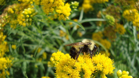 bumblebee, ผึ้ง, แมลง, ธีมสัตว์, ไม้ดอก, สัตว์, สัตว์ป่า, สัตว์หนึ่งตัว, ดอกไม้, สัตว์ที่ไม่มีกระดูกสันหลัง, สัตว์ในป่า, สีเหลือง, ปลูก, ความงามในธรรมชาติ, การเจริญเติบโต, ความบอบบาง, ความสด, ความอ่อนแอ, ธรรมชาติ, ใกล้ชิด, หัวดอกไม้, ไม่มีคน, การผสมเกสรดอกไม้, กลางแจ้ง, 2K, CC0, โดเมนสาธารณะ, ค่าลิขสิทธิ์ฟรี