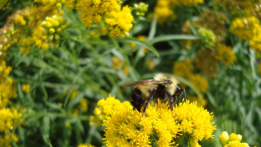 bumblebee, ผึ้ง, แมลง, ธีมสัตว์, ไม้ดอก, สัตว์, สัตว์ป่า, สัตว์หนึ่งตัว, ดอกไม้, สัตว์ที่ไม่มีกระดูกสันหลัง, สัตว์ในป่า, สีเหลือง, ปลูก, ความงามในธรรมชาติ, การเจริญเติบโต, ความบอบบาง, ความสด, ความอ่อนแอ, ธรรมชาติ, ใกล้ชิด, หัวดอกไม้, ไม่มีคน, การผสมเกสรดอกไม้, กลางแจ้ง, 2K