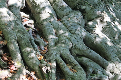 radice, vecchio, albero, pianta, fotogramma intero, sfondi, tronco, tronco d'albero, nessuno, crescita, giorno, natura, colore verde, parte vegetale, strutturato, avvicinamento, all'aperto, foglia, bellezza nella natura, modello, la tranquillità, le foglie, intrecciate, 4K, CC0, dominio pubblico, privo di copyright