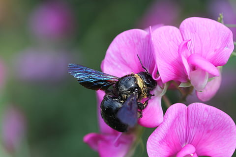 Insekt, Zimmermann Biene, Blume, blühende Pflanze, wirbellos, Tier, Tierthemen, Blütenblatt, ein Tier, Tierwelt, Tiere in freier Wildbahn, Schönheit in der Natur, Pflanze, Verletzlichkeit, Zerbrechlichkeit, Blütenkopf, Frische, Nahansicht, Biene, pinke Farbe, Wachstum, Bestäubung, keine Leute, Hummel, Pollen, lila, 4K, CC0, gemeinfrei, lizenzfrei