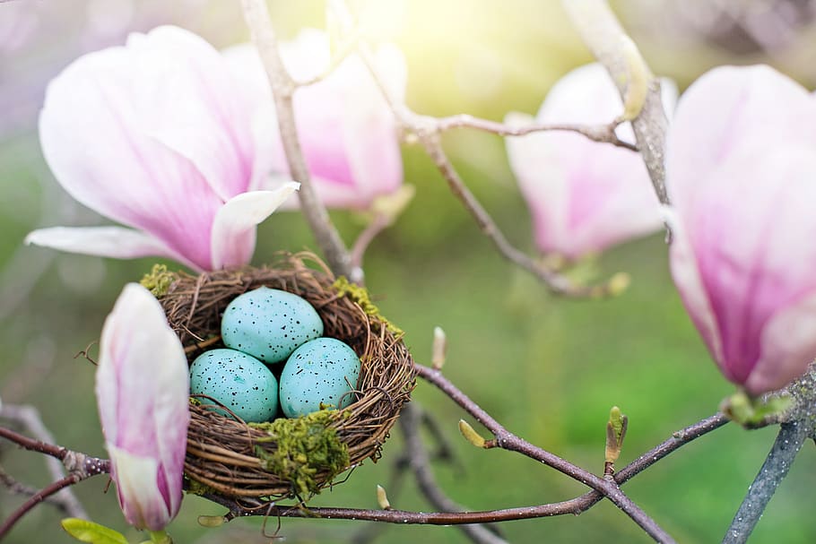niu, ous de robin, ous, primavera, naturalesa, Pasqua, magnòlies, rosa, flors, planta, vulnerabilitat, flor, fragilitat, planta amb flors, ou, menjar, cap gent, bellesa a la natura, primer pla, creixement, color rosa, ou de Pasqua, frescor, dia, menjar i beguda, centrar-se en primer pla, a l'aire lliure, porpra, cap de flor, 5K
