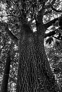 bw, nature, trees, tree, tree trunk, plant, trunk, growth, low angle view, branch, land, forest, no people, day, tranquility, outdoors, beauty in nature, bark, tall - high, woodland, textured, park, tree canopy, 4K, CC0, public domain, royalty free