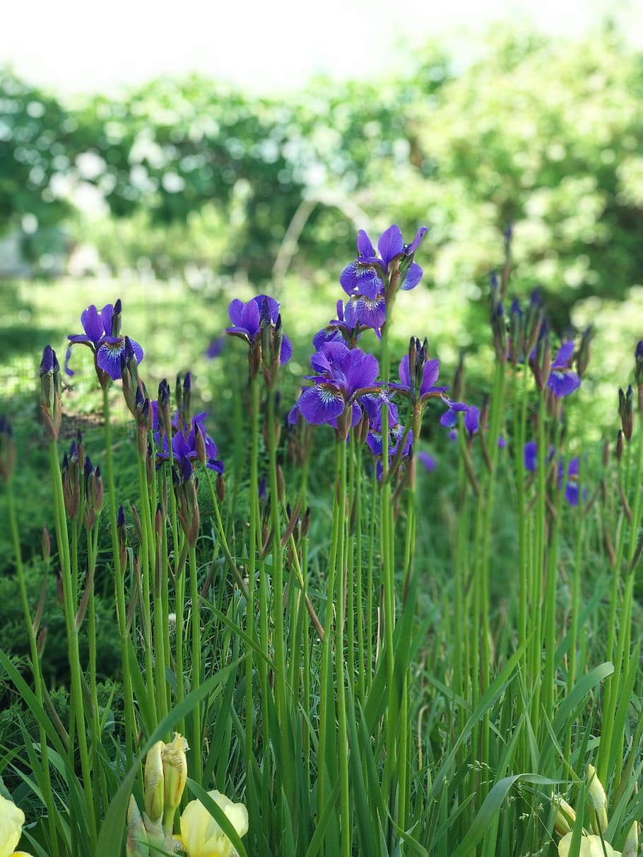 vasara, irises, augalų, gėlė, žydintys augalai, augimą, grožis gamtoje, šviežumas, pažeidžiamumas, trapumas, lauke, violetinė, žemės, pobūdį, žalia spalva, Iš arti, žolė, nėra žmonių, dieną, sutelkti dėmesį į naujas žinias, atrankinis dėmesys, ramybė, gėlių galva, 4K