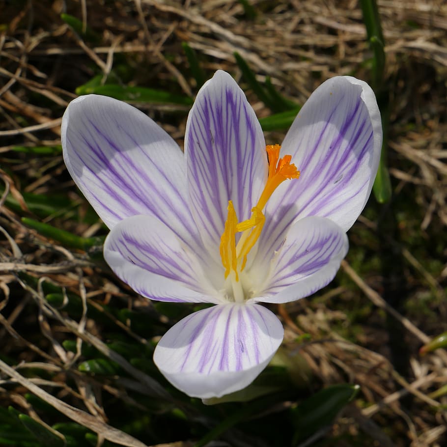 blomst, natur, makro, krokus, forår, delikat blomst, flor, plante, smuk blomst, flora, vilde blomster, mild, blomstrende, i solen, blomstre i græsset, levende natur, naturlig, kronblade, friskhed, forår blomster, udendørs, blomstrende plante, kronblad, sårbarhed, skrøbelighed, skønhed i naturen, blomsterstand, blomsterhoved, vækst, tæt på, lilla, iris, fokus på forgrunden, pollen, dag, ingen mennesker, 2K
