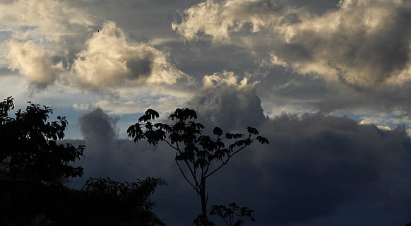 Landschaft, Natur, Wolken, Baum, Guatica, wolke - himmel, Himmel, Schönheit in der Natur, Pflanze, Ruhe, ruhige Szene, Szenen - Natur, keine Leute, Sturm, Flachwinkelansicht, Wachstum, bedeckt, draußen, Tag, Sturmwolke, Sonnenuntergang, Nicht-städtische Szene, bedrohlich, 5K, CC0, gemeinfrei, lizenzfrei