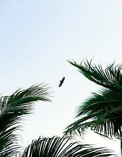 fliegender Adler, Vogel, Tier, Arecaceae, Pflanze, Palme, Baum, Silhouette, Grün, Adler, Natur, fliegend, Strand, Farben, Handflächen, Himmel, Pflanzen, minimal, Meer, Amsel, agelaius, Flachwinkelansicht, Wachstum, Wirbeltier, tropisches Klima, klarer Himmel, Tierthemen, keine Leute, ein Tier, Blatt, Tiere in freier Wildbahn, Tierwelt, Tag, Palmblatt, draußen, Kokospalme, 4K, CC0, gemeinfrei, lizenzfrei