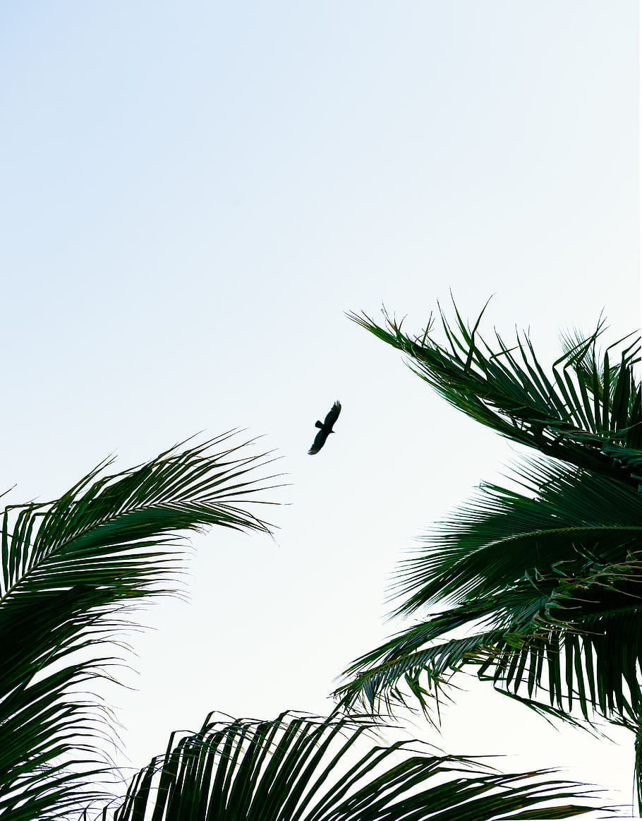 fliegender Adler, Vogel, Tier, Arecaceae, Pflanze, Palme, Baum, Silhouette, Grün, Adler, Natur, fliegend, Strand, Farben, Handflächen, Himmel, Pflanzen, minimal, Meer, Amsel, agelaius, Flachwinkelansicht, Wachstum, Wirbeltier, tropisches Klima, klarer Himmel, Tierthemen, keine Leute, ein Tier, Blatt, Tiere in freier Wildbahn, Tierwelt, Tag, Palmblatt, draußen, Kokospalme, 4K