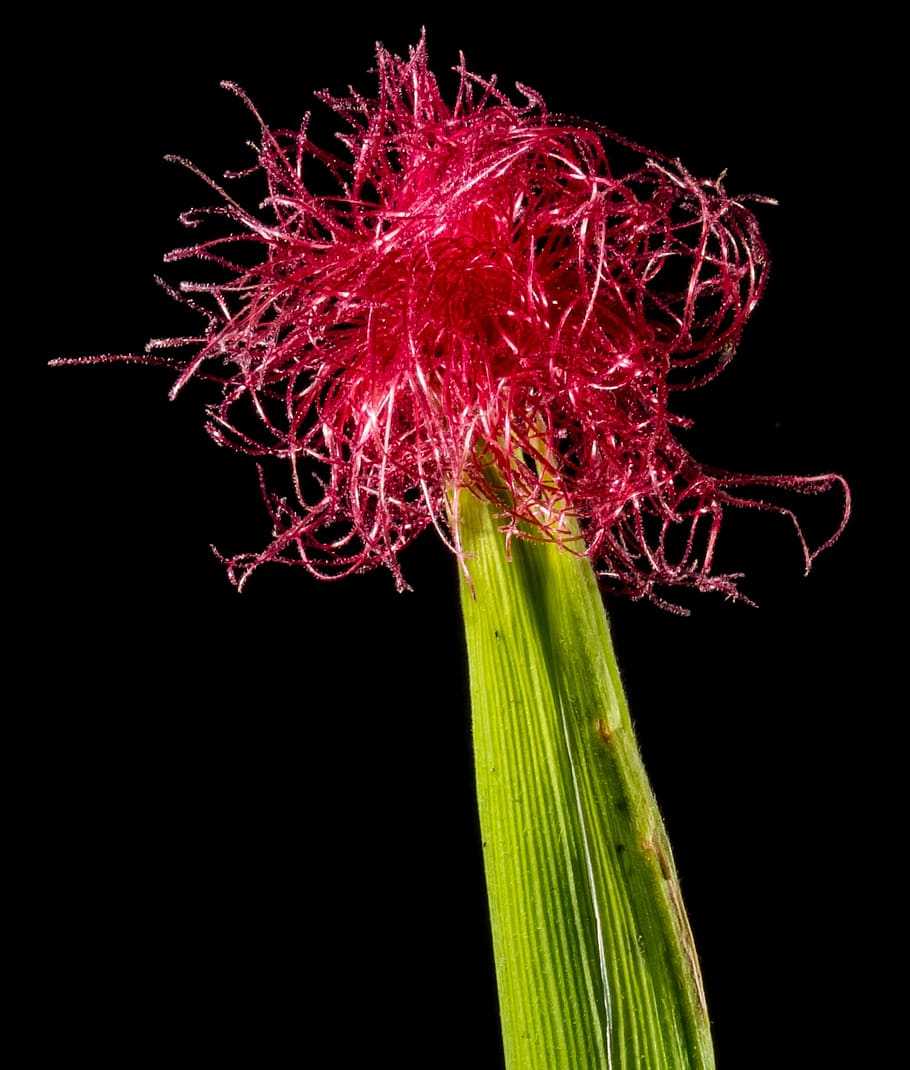 fiore di mais, mais fiorito, rosso, sfondo nero, girato in studio, nessuno, in casa, avvicinamento, fiore, freschezza, pianta, pianta fiorita, natura, verdura, stelo vegetale, natura morta, cibo, colore verde, bellezza nella natura, colore rosa, infiorescenza, 2K