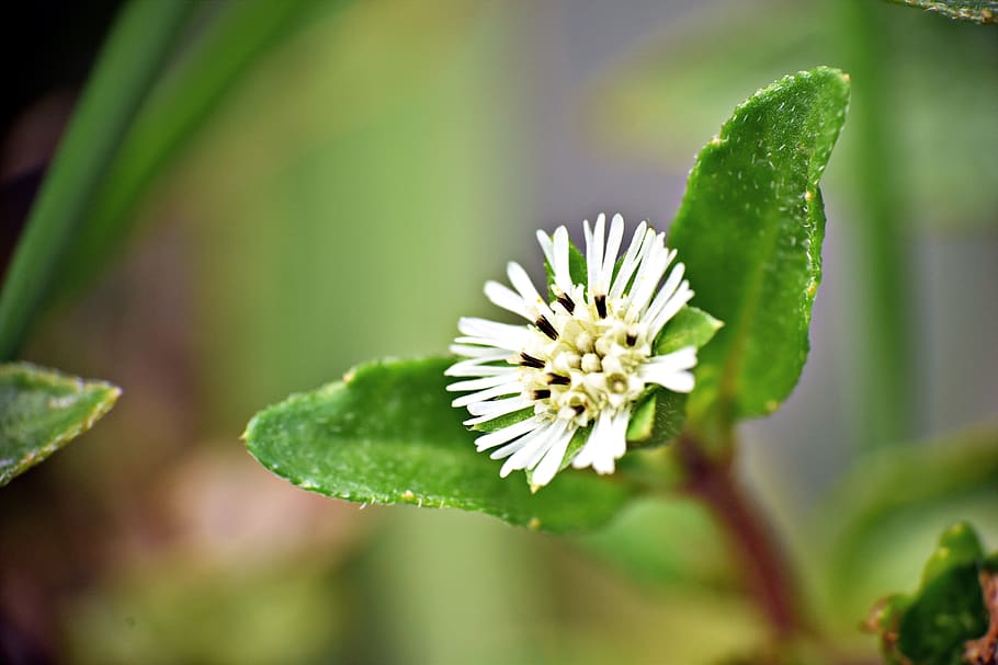 flor minúscula, flors silvestres, blanc, florir, macro, planta, flor, bellesa a la natura, planta amb flors, frescor, creixement, vulnerabilitat, fragilitat, full, part de la planta, color verd, centrar-se en primer pla, primer pla, naturalesa, cap gent, dia, enfocament selectiu, inflorescència, cap de flor, pètal, a l'aire lliure, pol·len, 5K