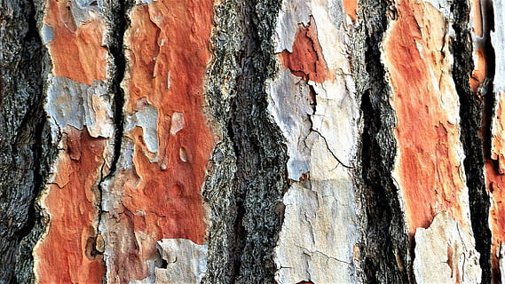 Baum, Borke, Kiefer, alt, Kofferraum, Baumstamm, texturiert, verwittert, Vollbild, Hintergründe, Nahansicht, Rau, keine Leute, Muster, Tag, Pflanzenrinde, Holz - Material, draußen, beschädigt, abschälen, gebaute Struktur, braun, Struktureffekt, 4K, CC0, gemeinfrei, lizenzfrei