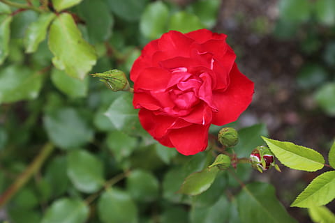 rosa, algul, primavera, planta amb flors, flor, bellesa a la natura, pètal, fragilitat, vulnerabilitat, planta, frescor, primer pla, cap de flor, inflorescència, part de la planta, full, flor de roses, vermell, creixement, naturalesa, centrar-se en primer pla, dia, cap gent, a l'aire lliure, 5K, CC0, domini públic, lliure de regalies