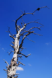 nodoso, albero, arido, rami, albero nudo, cielo, blu, Inquadratura dal basso, ramo, nessuno, pianta, giorno, natura, la tranquillità, all'aperto, cielo sereno, pianta morta, bellezza nella natura, luce del sole, scenics - natura, asciutto, legno - materiale, 4K, CC0, dominio pubblico, privo di copyright