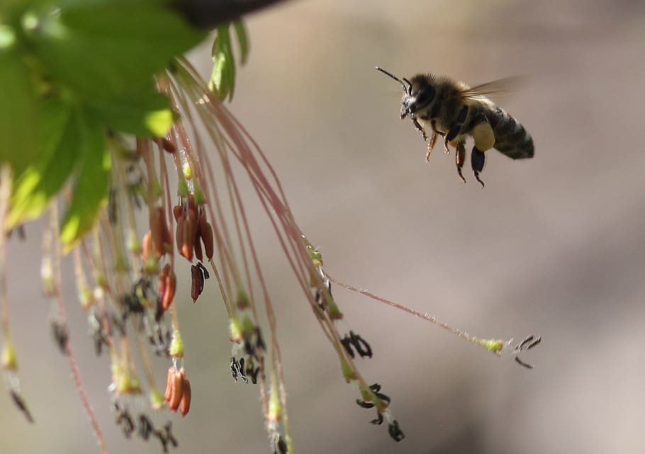 Bie, flygning, pollinering, Insecta, natur, vår, dyreliv, dyr, dyre temaer, dyr i naturen, anlegg, flying, ett dyr, i lufta, insekt, fokusere på forgrunnen, vekst, nærbilde, skjønnhet i naturen, virvelløse, dag, ingen folk, selektiv fokusering, svevende, utendørs, 1080P