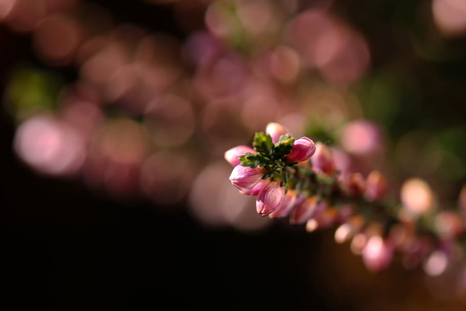 lyng, makro, have, blomst, blomstrende plante, plante, friskhed, skønhed i naturen, tæt på, skrøbelighed, sårbarhed, lyserød farve, selektiv fokusering, kronblad, natur, blomsterstand, ingen mennesker, fokus på forgrunden, blomsterhoved, udendørs, vækst, dag, lilla, 5K
