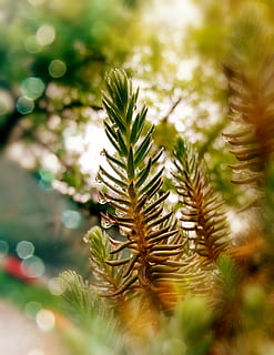 verd, micro, planta, enfocament selectiu, creixement, primer pla, color verd, arbre, pi, bellesa a la natura, cap gent, arbre de coníferes, dia, naturalesa, agulla - part de la planta, full, part de la planta, pinàcies, a l'aire lliure, tranquil·litat, branca, pinya de pi, avet, 4K, CC0, domini públic, lliure de regalies