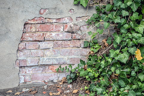 wall, plaster, structure, background, ivy, texture, stone, material, wall - building feature, growth, leaf, brick wall, plant part, brick, architecture, plant, built structure, day, no people, green color, nature, creeper plant, outdoors, close-up, weathered, beauty in nature, stone wall, concrete, 5K, CC0, public domain, royalty free