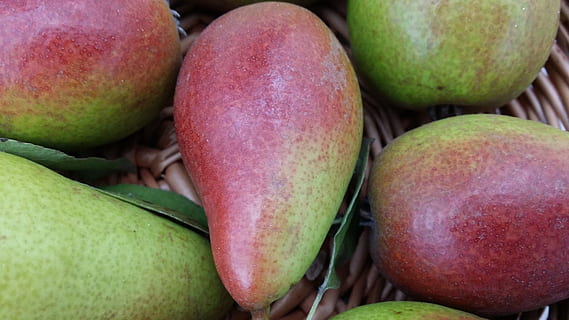 Pera, Fruta, de cerca, alimentación saludable, comida, comida y bebida, bienestar, frescura, naturaleza muerta, nadie, color verde, mercado, gran grupo de objetos, mango, grupo de objetos, manzana - fruta, en venta, Al por menor, día, rojo, puesto en el mercado, maduro, 4K, CC0, dominio público, libre de derechos
