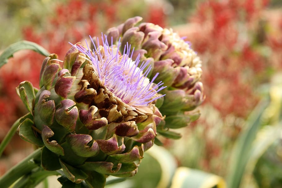 artiskokker, grøntsag, natur, blomst, blomstrende plante, skønhed i naturen, friskhed, plante, tæt på, vækst, artiskok, skrøbelighed, sårbarhed, fokus på forgrunden, blomsterhoved, kronblad, blomsterstand, lilla, ingen mennesker, dag, botanik, lyserød farve, udendørs, maroon, 1080P