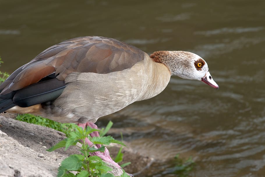 salvatge, nilgans, widgans, riu, vertebrats, animal, ocell, temes d'animals, animals a la natura, fauna animal, un animal, llac, aigua, naturalesa, cap gent, primer pla, centrar-se en primer pla, dia, bec, vista lateral, ànec, a l'aire lliure, ocell aquàtic, cap d’animals, 4K
