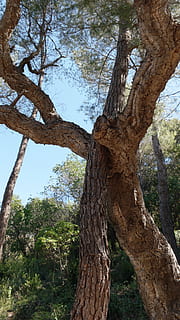 apoyo, árbol, que contiene, soporte de arbol, mantener, protegido, ramas, estético, naturaleza, planta, tronco de arbol, el maletero, vista de ángulo bajo, día, crecimiento, nadie, rama, cielo, tranquilidad, belleza en la naturaleza, al aire libre, tierra, bosque, texturizado, ladrar, paisajes - naturaleza, cielo limpio, 2K, CC0, dominio público, libre de derechos