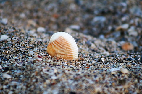 Schale, Meeresmuschel, Strand, Ozean, Tierhülle, Tierwelt, Land, Nahansicht, selektiver Fokus, Tier, keine Leute, Tag, Natur, Muschel, Tierthemen, Tiere in freier Wildbahn, natürliches Muster, Schönheit in der Natur, Weichtier, ein Tier, draußen, Muster, Oberflächenniveau, Marine, 2K, CC0, gemeinfrei, lizenzfrei