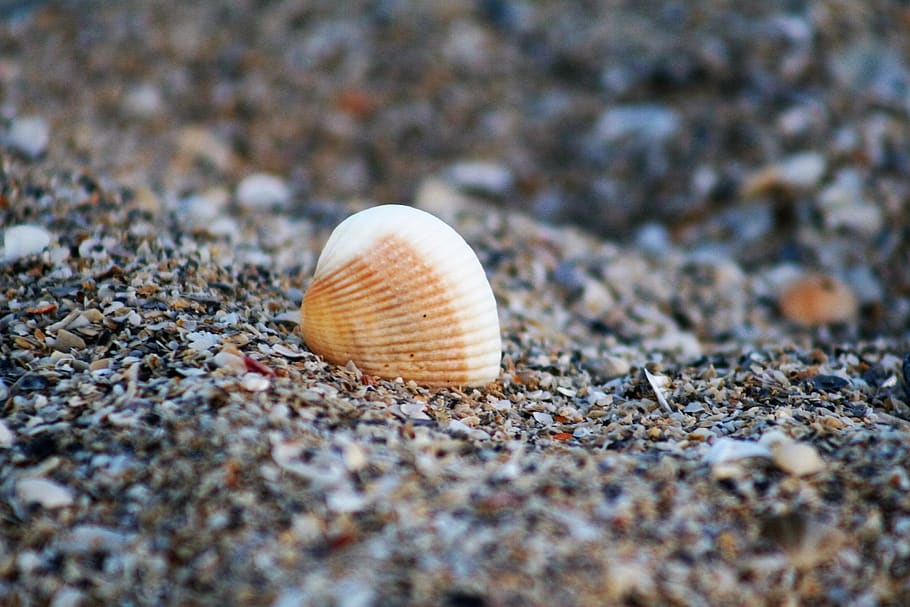 Schale, Meeresmuschel, Strand, Ozean, Tierhülle, Tierwelt, Land, Nahansicht, selektiver Fokus, Tier, keine Leute, Tag, Natur, Muschel, Tierthemen, Tiere in freier Wildbahn, natürliches Muster, Schönheit in der Natur, Weichtier, ein Tier, draußen, Muster, Oberflächenniveau, Marine, 2K