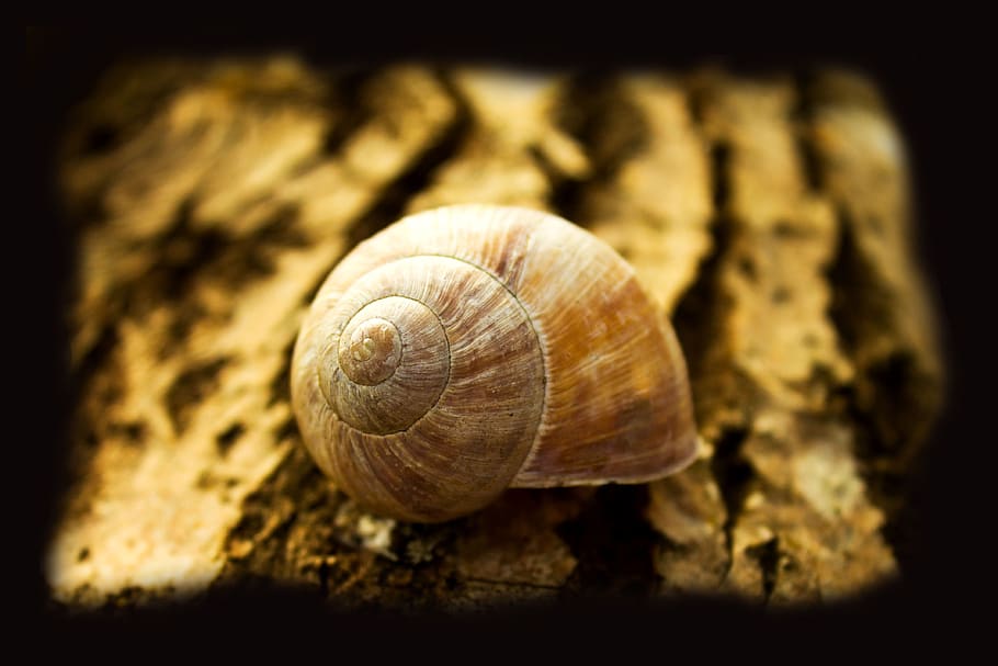skal, tæt på, insekt, dyreliv, dyr, ingen mennesker, dyreskal, mollusk, dyre temaer, spiralformet, natur, hvirvelløse, snegl, et dyr, tekstureret, fokus på forgrunden, selektiv fokusering, sort baggrund, havsnegle, studio skud, solid, 4K