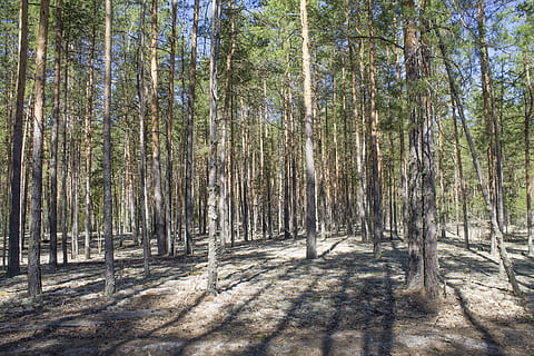 Primavera, floresta, arvores, pinho, florestas, natureza, árvore, panorama, plantar, terra, crescimento, tranquilidade, luz solar, tronco de árvore, tronco, beleza na natureza, sombra, ninguém, cena tranquila, dia, cena não urbana, scenics - natureza, ao ar livre, abundância, bambu - planta, floresta de pinheiros, 4K, CC0, domínio público, royalty free